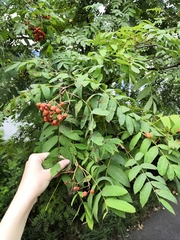 Sorbus aucuparia