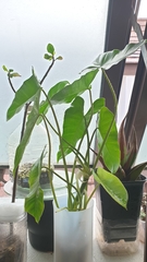 Philodendron burle-marxii