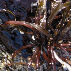 Ahnfeltiopsis linearis