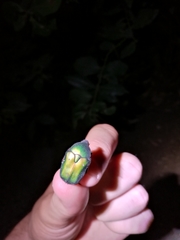 Protaetia cuprea cuprea