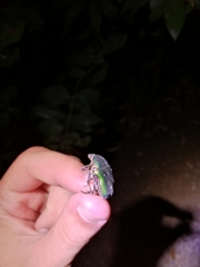 Protaetia cuprea cuprea