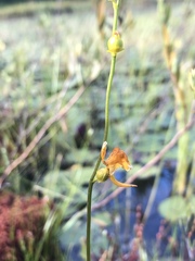 Utricularia cornuta