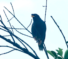 Acridotheres javanicus