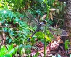 Agrionoptera sexlineata