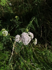 Achillea millefolium