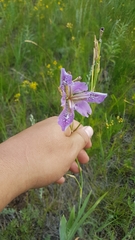 Iris dichotoma