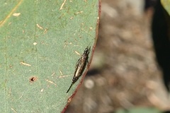 Idolothrips spectrum