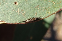 Idolothrips spectrum