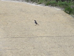 Eopsaltria georgiana