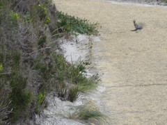 Eopsaltria georgiana