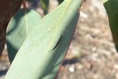 Idolothrips spectrum