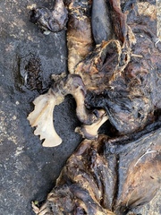 Pusa hispida ladogensis