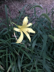 Hemerocallis citrina