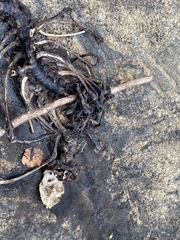 Pusa hispida ladogensis