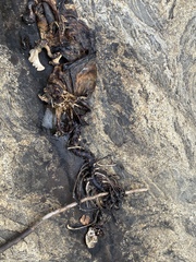 Pusa hispida ladogensis