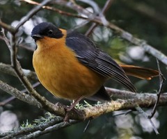 Cossypha dichroa dichroa