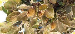 Fagus sylvatica