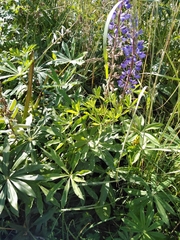 Lupinus polyphyllus