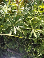 Lupinus polyphyllus
