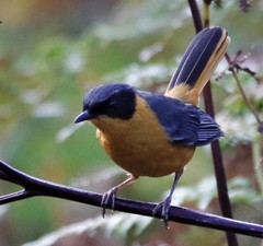 Cossypha dichroa dichroa