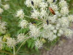 Sciara hemerobioides