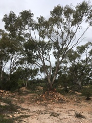 Eucalyptus populnea