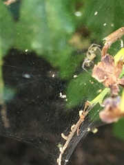 Cyrtophora citricola
