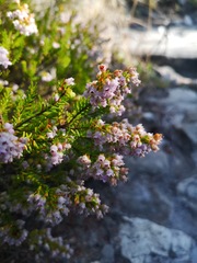 Erica curvirostris