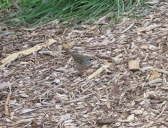 Sericornis maculatus