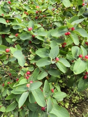 Lonicera tatarica