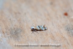 Epicallima mercedella