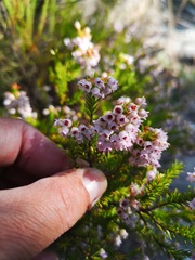 Erica curvirostris