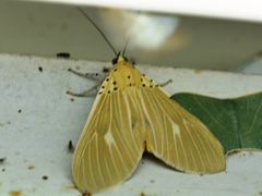 Asota producta