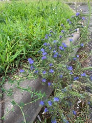 Echium vulgare