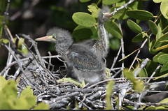 Butorides virescens image