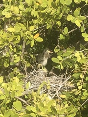 Butorides virescens image