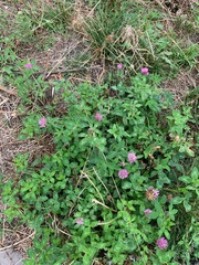 Trifolium pratense