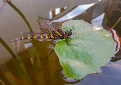 Epophthalmia frontalis