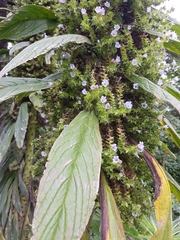 Echium pininana