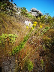 Senecio foeniculoides