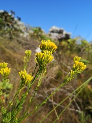 Senecio foeniculoides