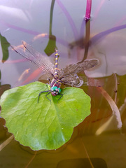 Epophthalmia frontalis