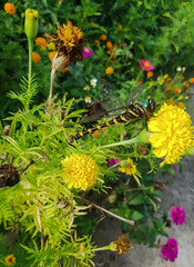 Epophthalmia frontalis