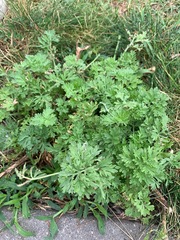 Artemisia absinthium