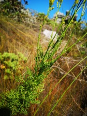 Senecio foeniculoides