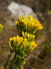 Senecio foeniculoides