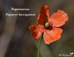 Papaver laevigatum
