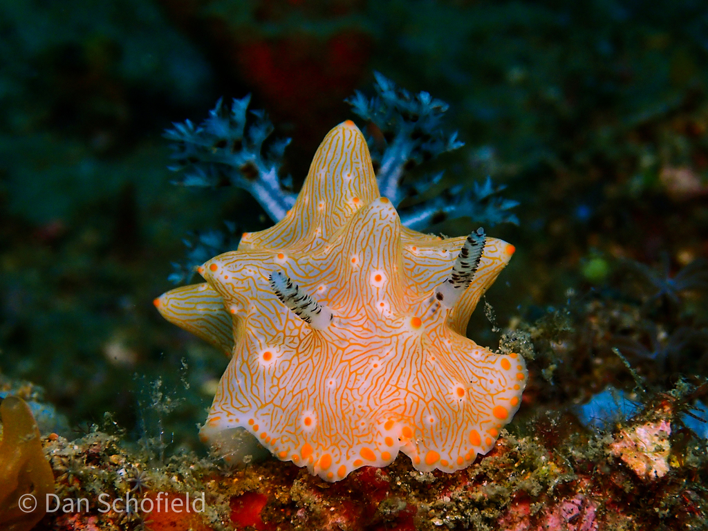 Batangas Halgerda