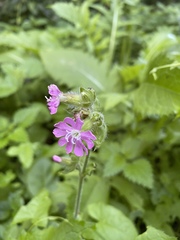 Silene dioica