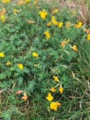 Lotus corniculatus